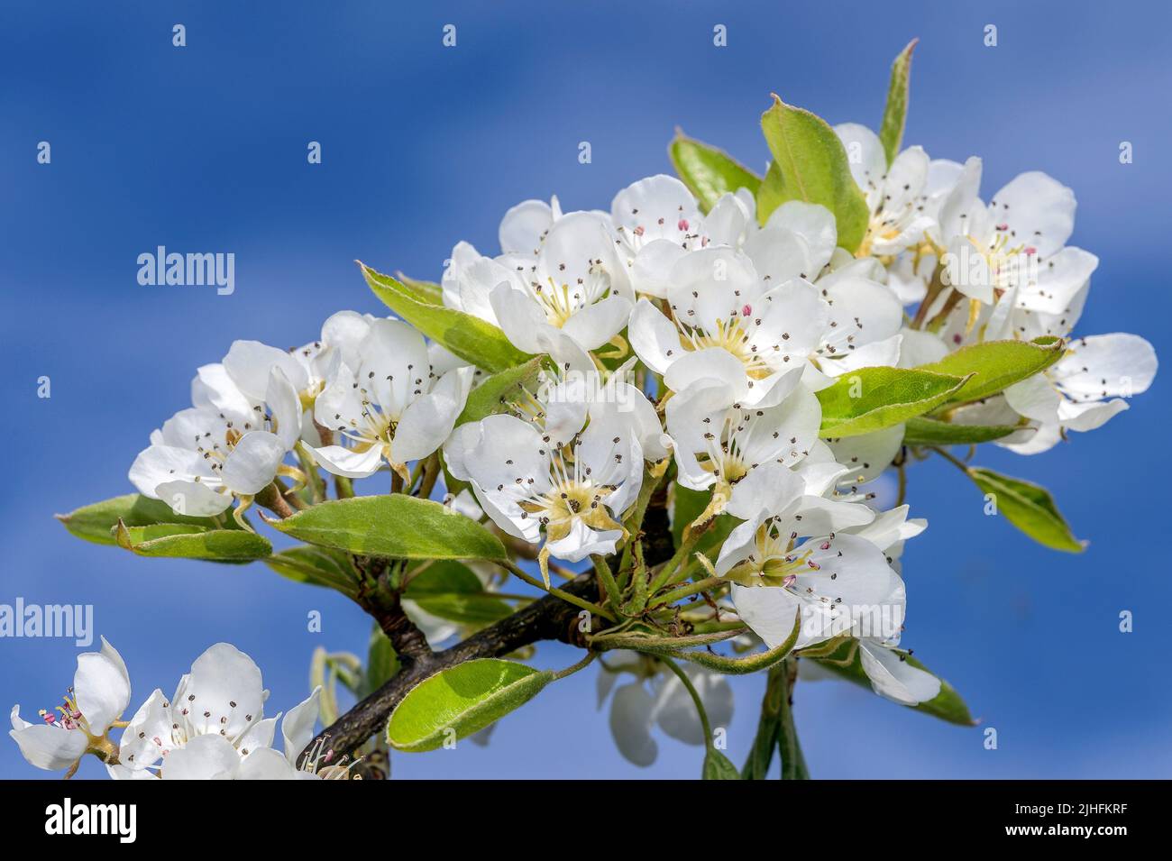 Die Kulturbirne - Pyrus communis, ist eine Pflanze, die zur Familie der Pome (Pyrinae) aus der Familie der Rosengewächse (Rosaceae) gehört. Die Hermaphrodite Birne blo Stockfoto
