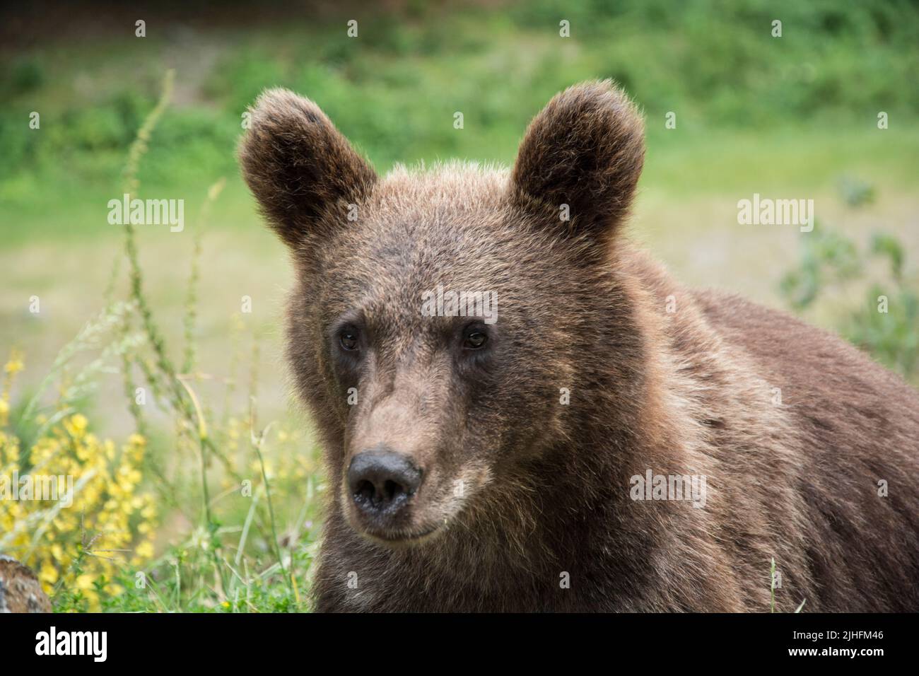 Rumänisches Haustier Stockfoto