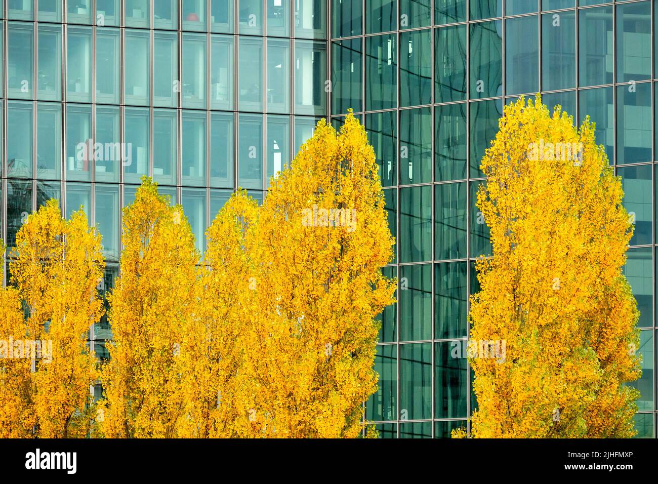 Gelbe Bäume im Herbst in der Nähe des Sitzes der Europäischen Zentralbank, Frankfurt am Main, Deutschland Stockfoto