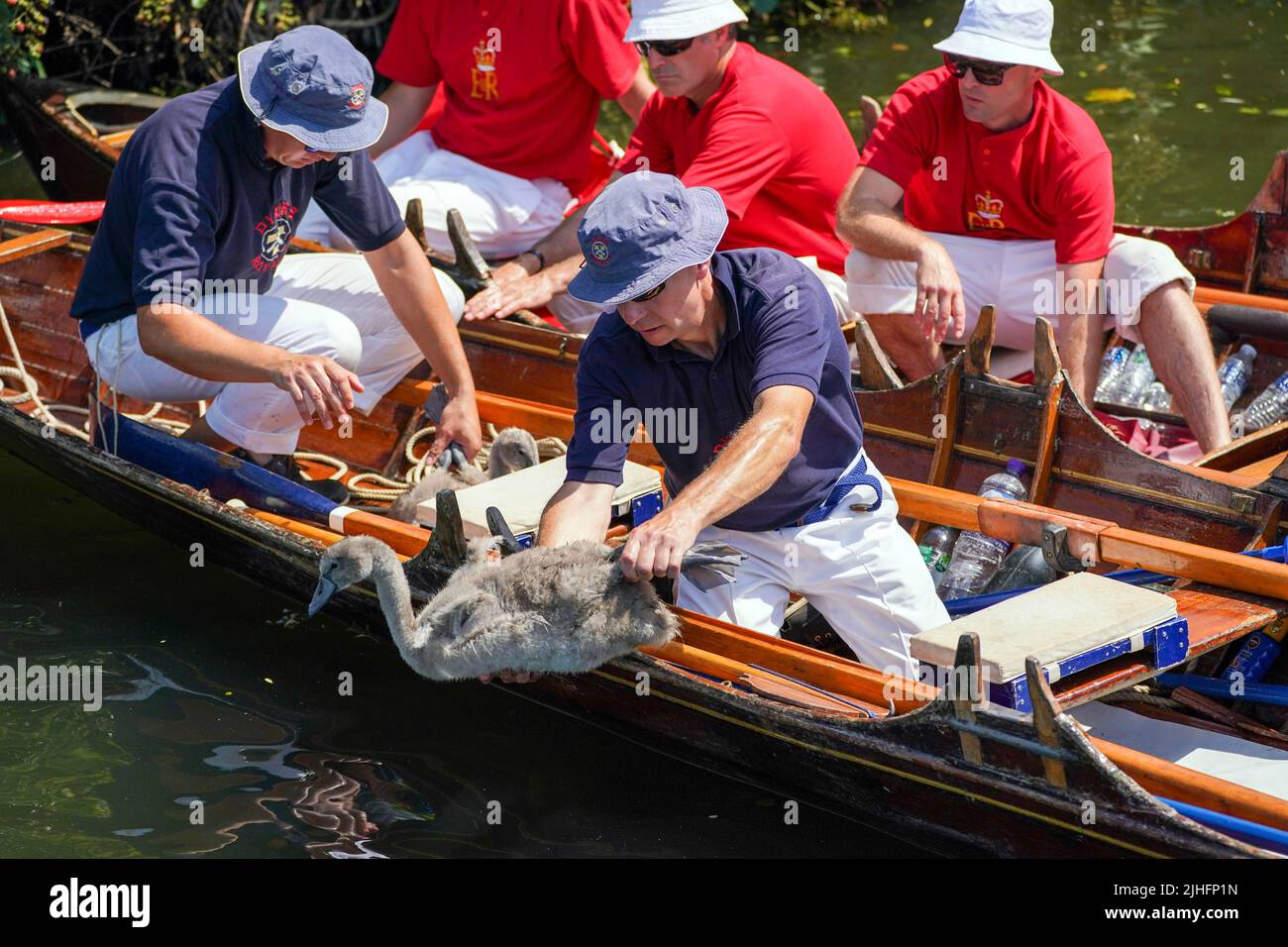 Swan-Ups checken über ein Cygnet in der Nähe von Staines-upon-Thames in Surrey, während der alten Tradition des Swan Upings, der jährlichen Zählung der Schwanenpopulation an der Themse. Bilddatum: Montag, 18. Juli 2022. Stockfoto