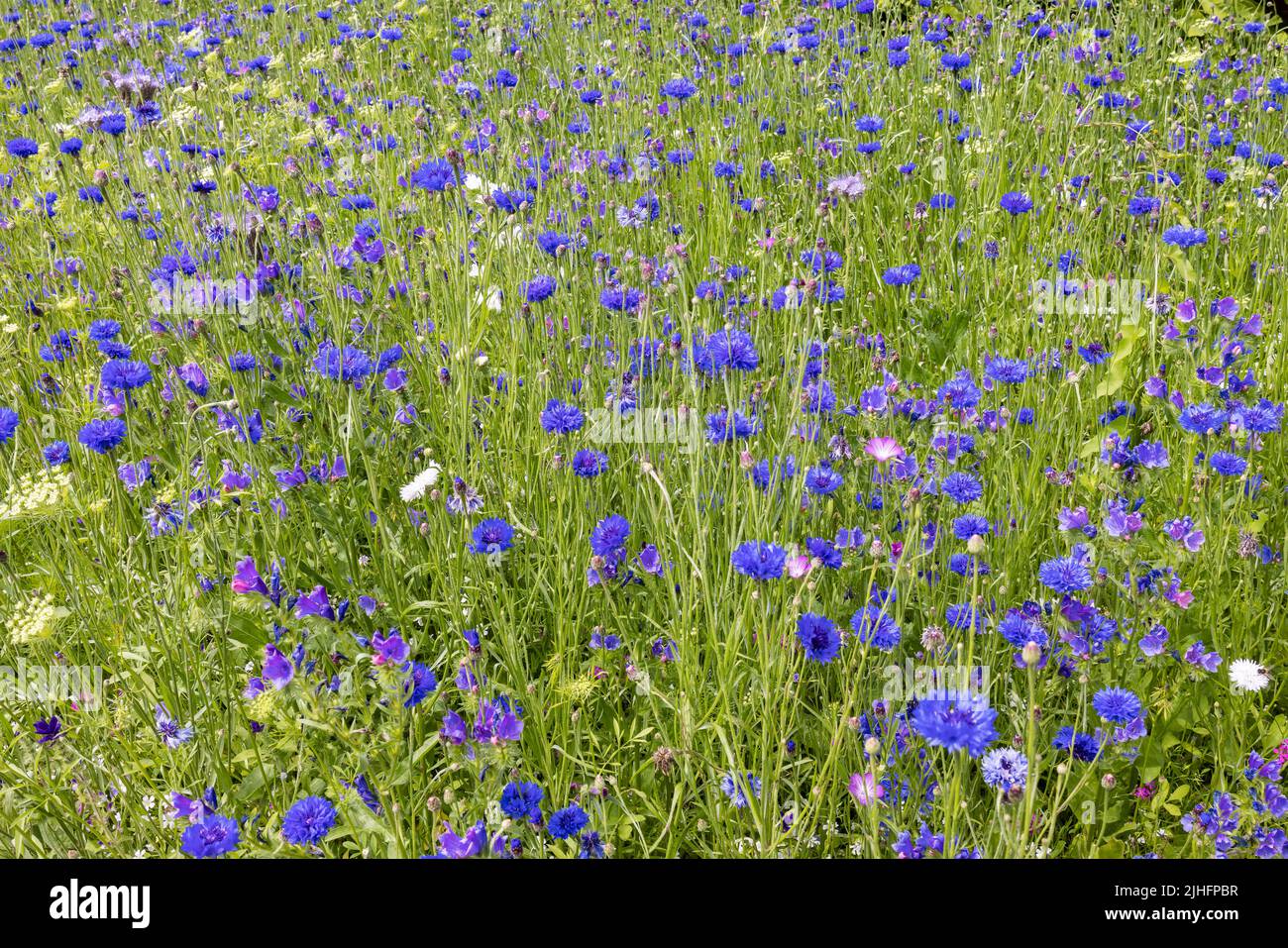 Sommerteppich aus blauen Wiesenblumen in voller Blüte. Stockfoto