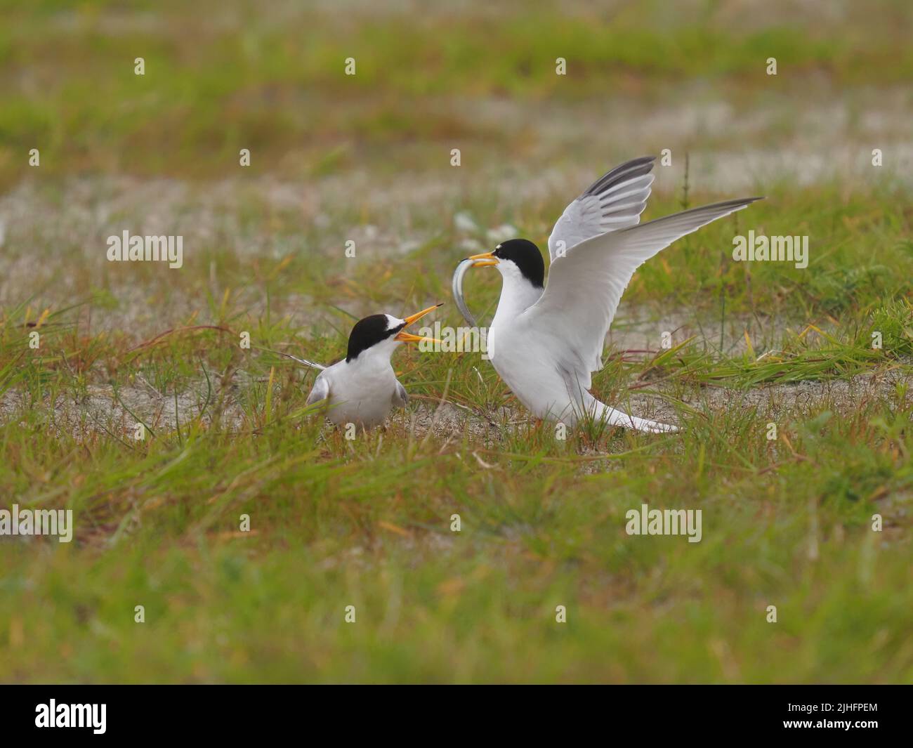 Kleinste britische seeschwalbe Fotos und Bildmaterial in hoher