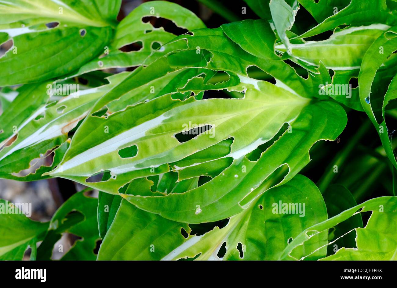 Löcher in den Blättern der Hostapflanze, die von Nacktschnecken gefressen werden, norfolk, england Stockfoto