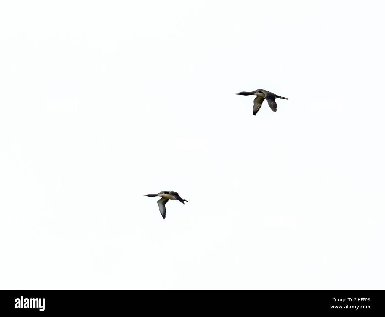 Red Throated Tauch; Gavia stellata in der Nähe von Hillswick, Festland Shetland, Schottland, Großbritannien. Stockfoto