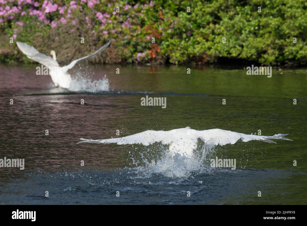 Mut Swan, Cygnus olor, verjagt einen anderen Schwan mit seinen Flügeln, der versucht zu entkommen, Salhouse Broad, Norfolk, Juni Stockfoto