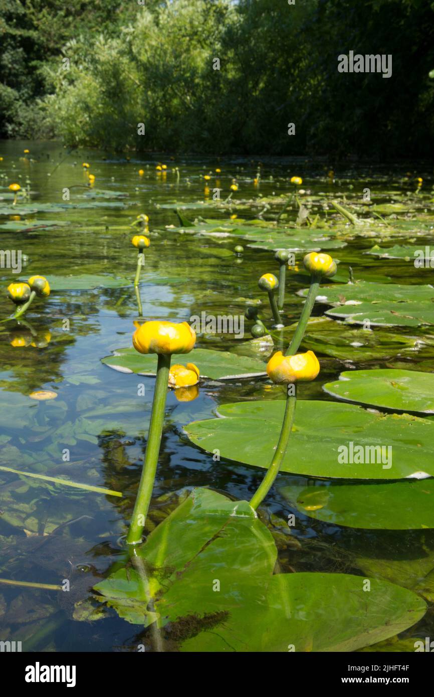 Gelbe Seerose, Nuphar lutea, River Bure, Norfolk, Juni Stockfoto
