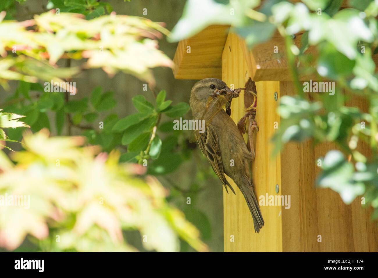 Haussparrow, der am Loch auf dem Nistkasten steht und versucht, Nestlinge mit einer großen Hawker-Libelle zu füttern, Stockfoto