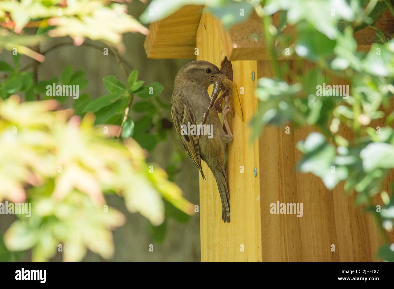Haussparrow, der am Loch auf dem Nistkasten steht und versucht, Nestlinge mit einer großen Hawker-Libelle zu füttern, Stockfoto