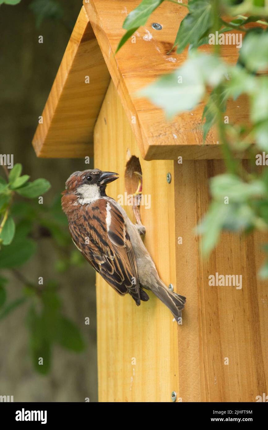 Männlicher Haussparrow, der Baby durch Loch im Nistkasten füttert, Baby mit Schnabelvorführung, Passer domesticus, Nistkasten, Sussex, UK, Juni Stockfoto