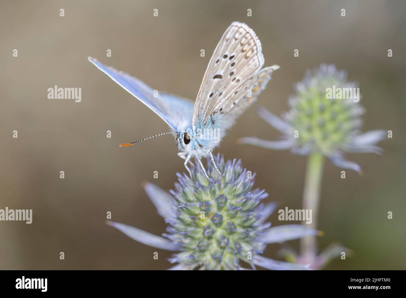 Blauer Schmetterling - Polyommatus Icarus - Auf Blauem Eryngo - Eryngium Planum Stockfoto