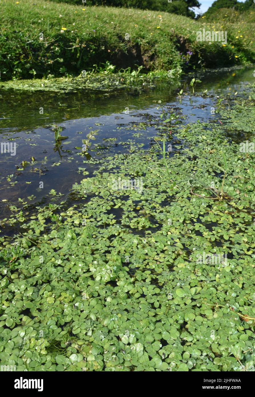 Mittleres Wasser-Sternkraut - Callitriche brutia ssp. Hamulata Stockfoto