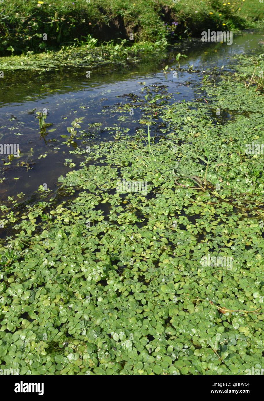 Mittleres Wasser-Sternkraut - Callitriche brutia ssp. Hamulata Stockfoto