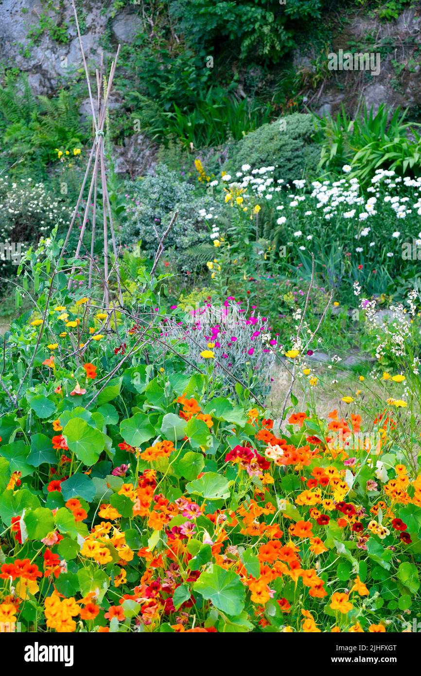Kapuzinerkresse Kapuzinerkresse wächst in der Sommerhitze in einem kleinen schönen ländlichen Garten Carmarthenshire Wales Großbritannien 16 Juli 2022 KATHY DEWITT Stockfoto