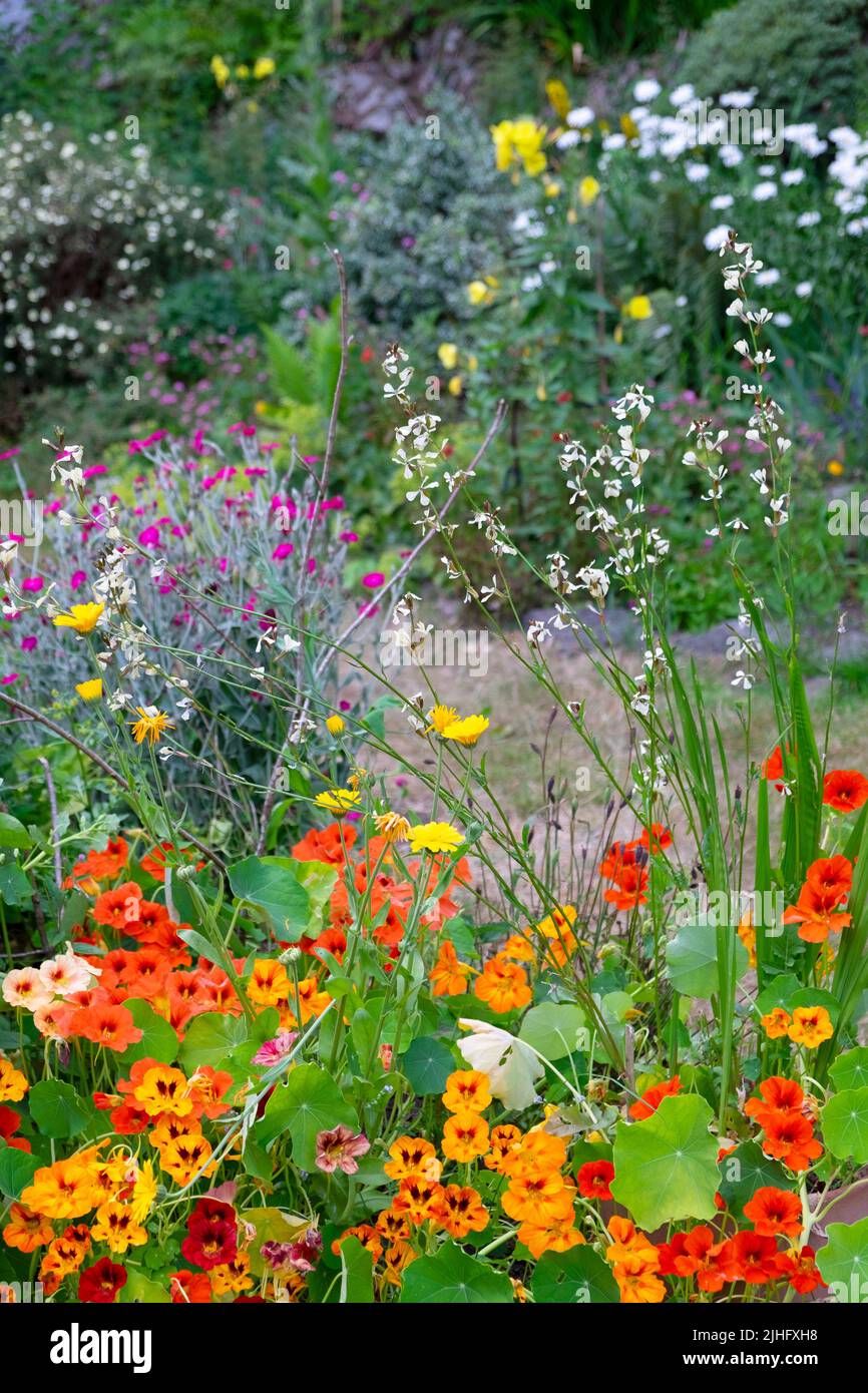 Kapuzinerkresse Kapuzinerkresse lychnis wunderschöne Blumen, die in der Sommerhitze in einem kleinen bunten Garten wachsen Wales Großbritannien 16 Juli 2022 KATHY DEWITT Stockfoto