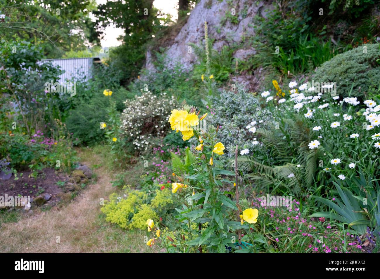Gelbe Nachtkerzenblumen & weiße Gänseblümchen wachsen in der Sommerhitze kleiner ländlicher Garten Carmarthenshire Wales UK 2022 KATHY DEWITT Stockfoto