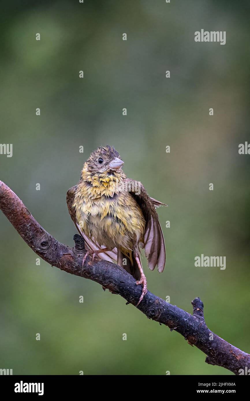 Black-Headed Bunting Stockfoto