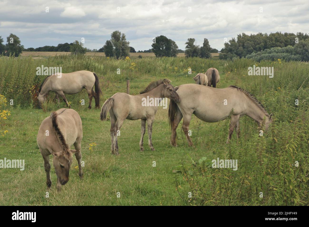 Gruppe von Konik-Pferden, die unter bewölktem Himmel im Naturschutzgebiet Gelderse Poort, Niederlande, weiden Stockfoto