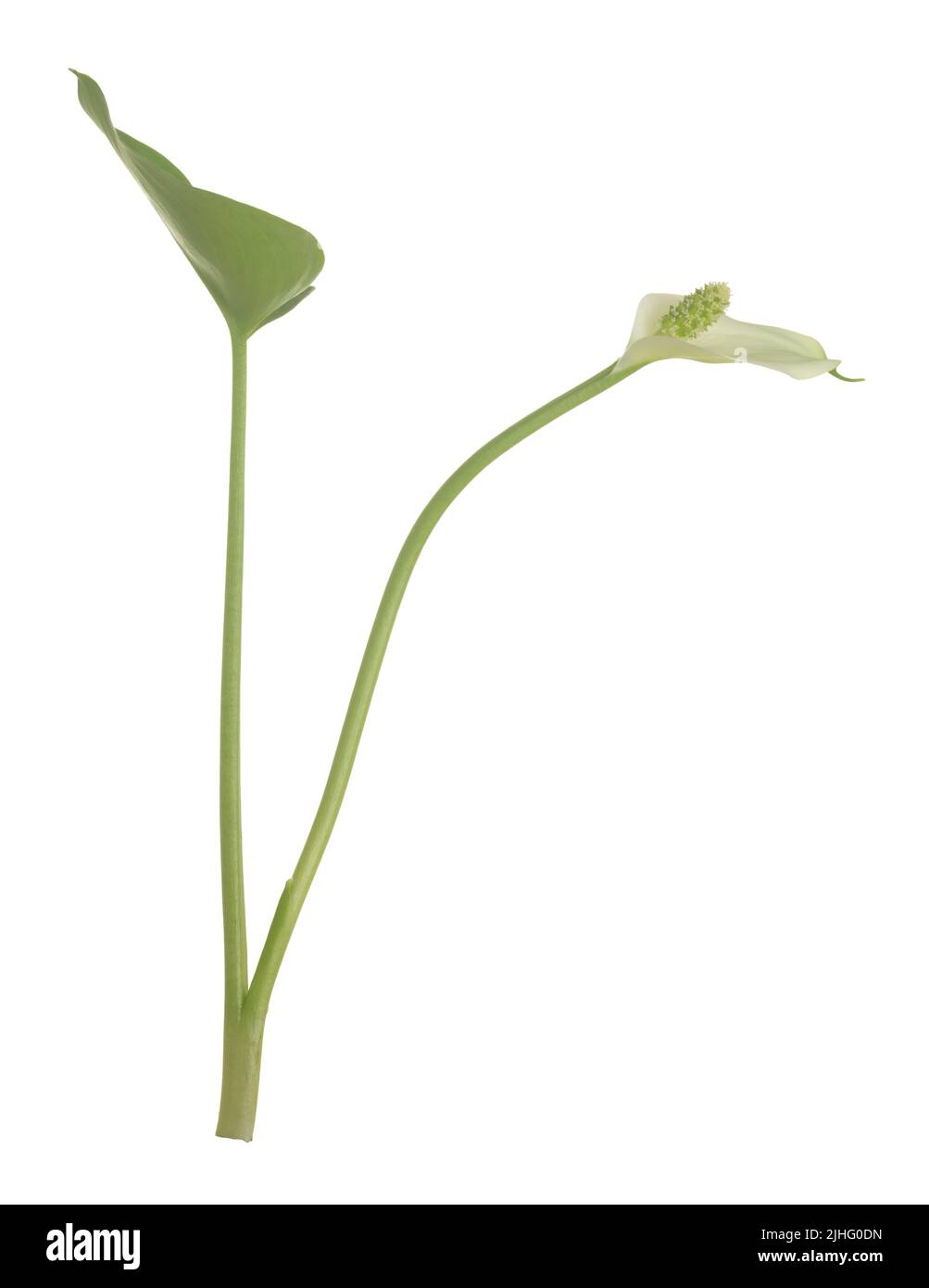 Moor arum, Calla palustris isoliert auf weißem Hintergrund, wächst diese Lanse in nassen Umgebungen Stockfoto