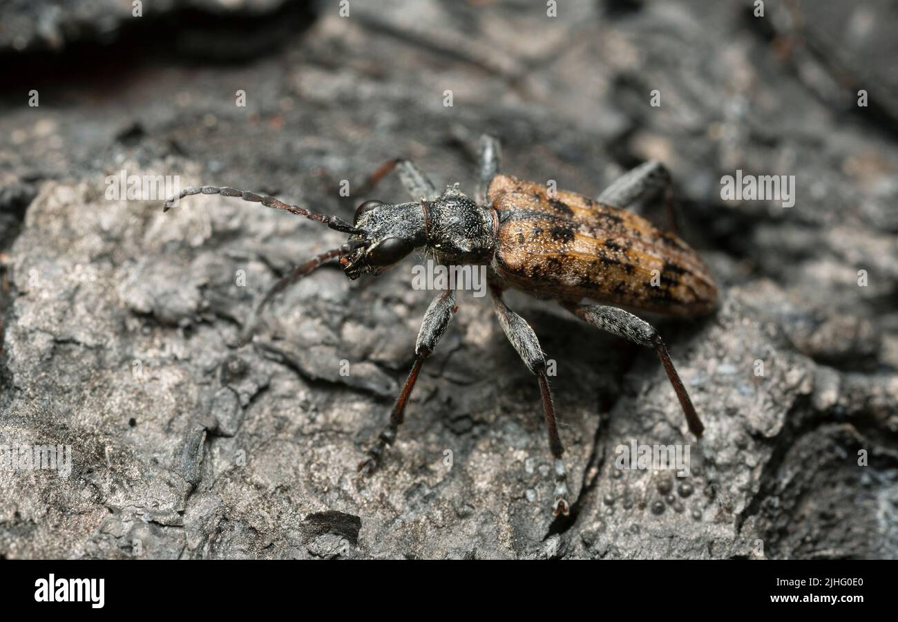 Gerippter Kiefernbohrer, Rhagium-Inquisitor auf verbrannter Rinde, Makrofoto Stockfoto