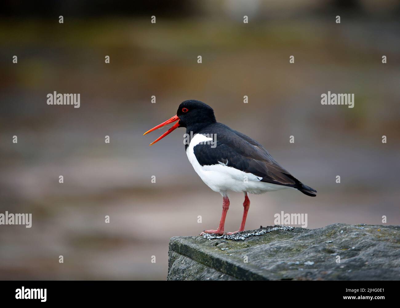 Austernfischer auf einer trockenen Steinmauer Stockfoto