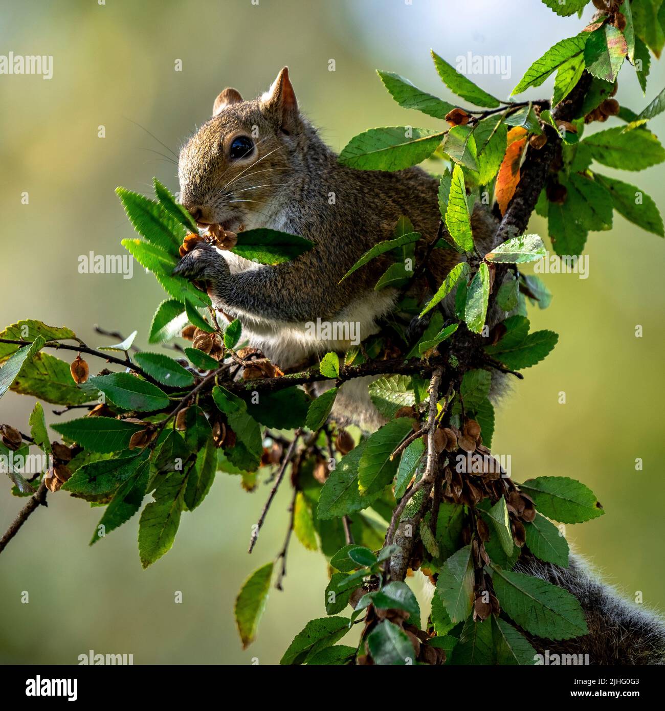 Eichhörnchen in einem Baum, der sich von Baumblättern ernährt und blüht Stockfoto