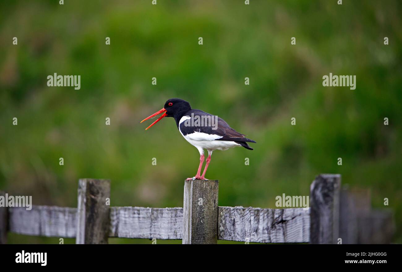 Austernfischer auf einer trockenen Steinmauer Stockfoto