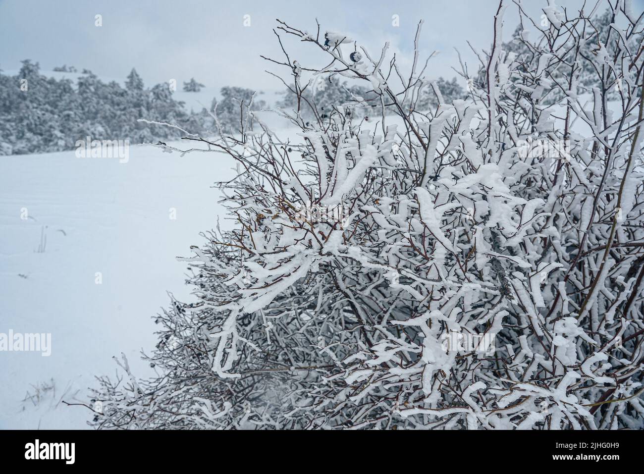 Schneebedeckter Busch auf dem Berg Ai-Petri nach Schneesturm im Frühjahr. Krim Stockfoto