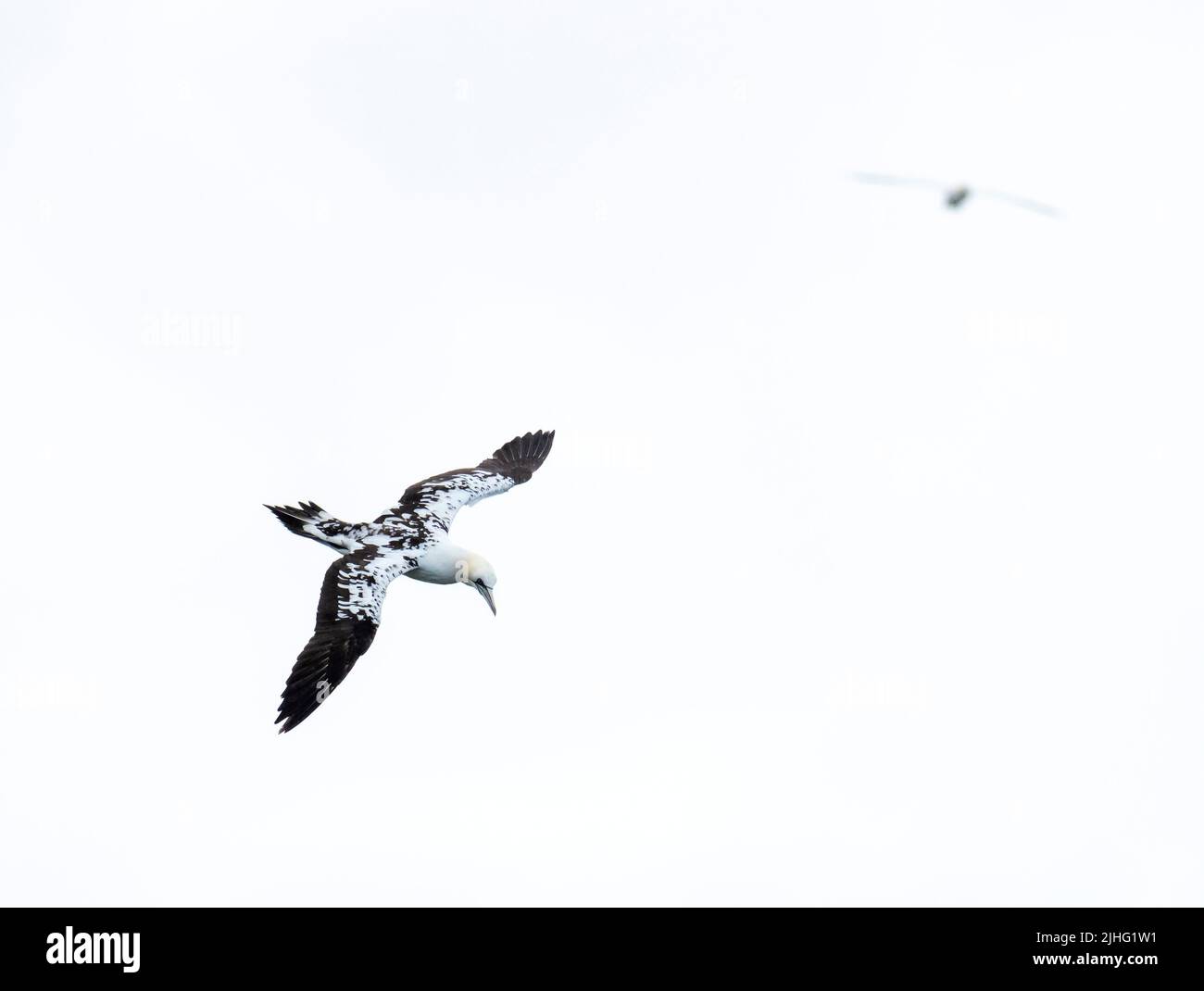 Northern Gannet, Morus bassanus, fliegt bei Herma Ness in Unst, Shetland, Schottland, Großbritannien. Stockfoto