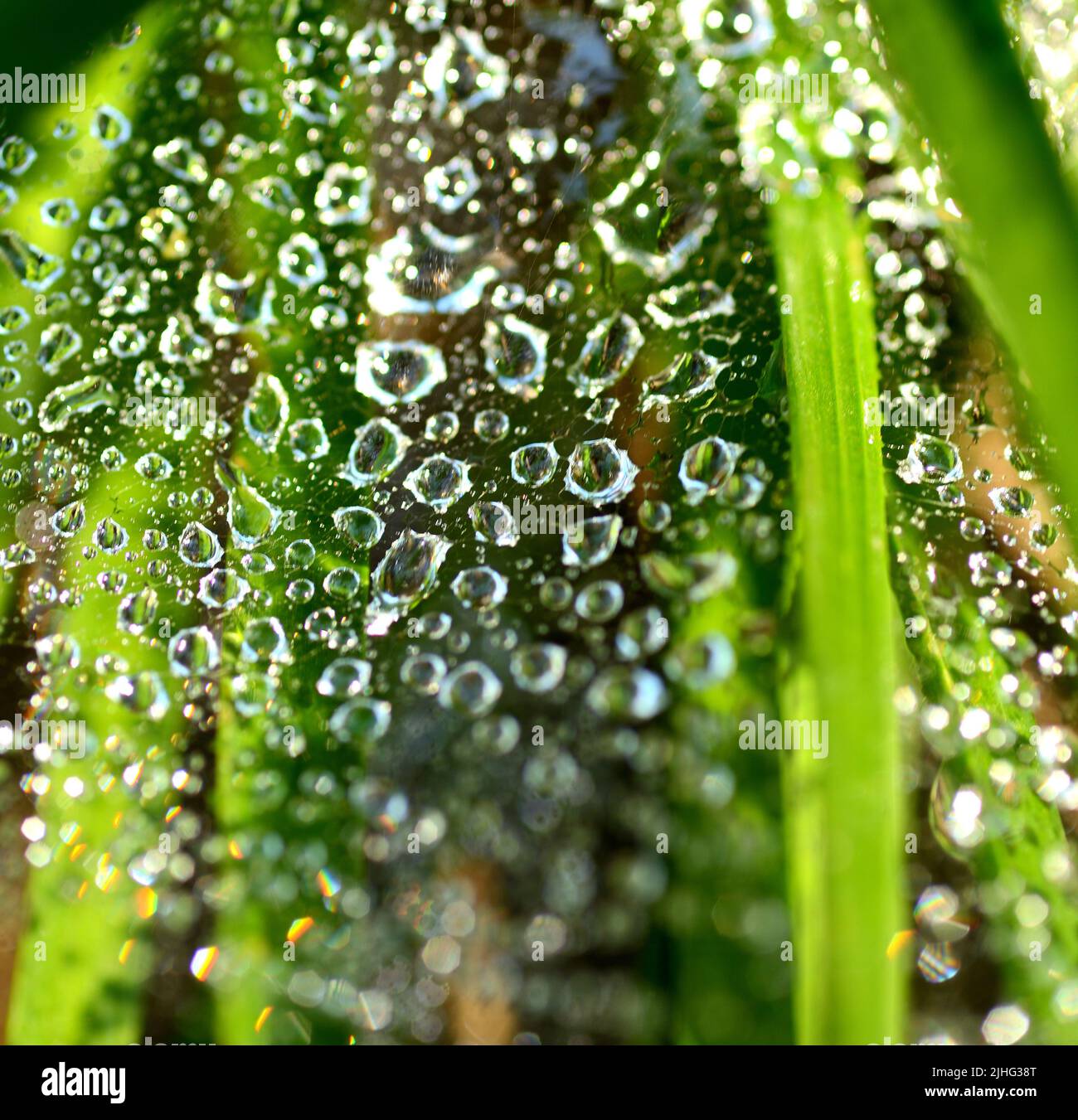 Nahaufnahme von Wassertröpfchen in einem Spinnennetz Stockfoto