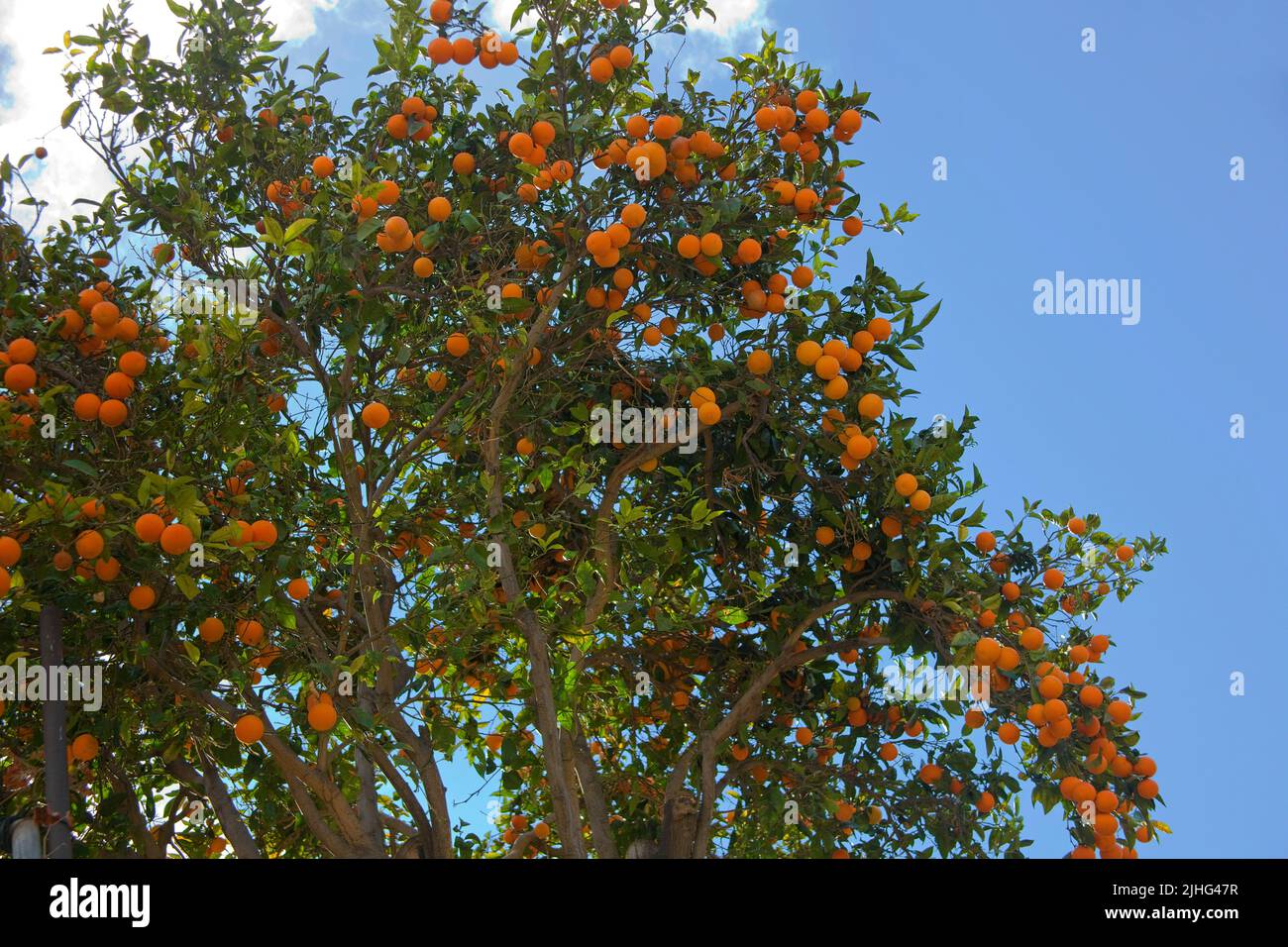Mandarinenbaum (Citrus reticulata) im Dorf Fataga, Kanarische Inseln, Spanien, Europa Stockfoto