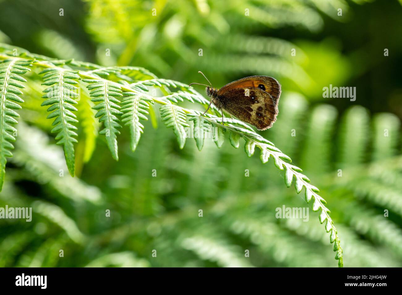 Pförtner Schmetterling ruht auf brackenen Frond Stockfoto
