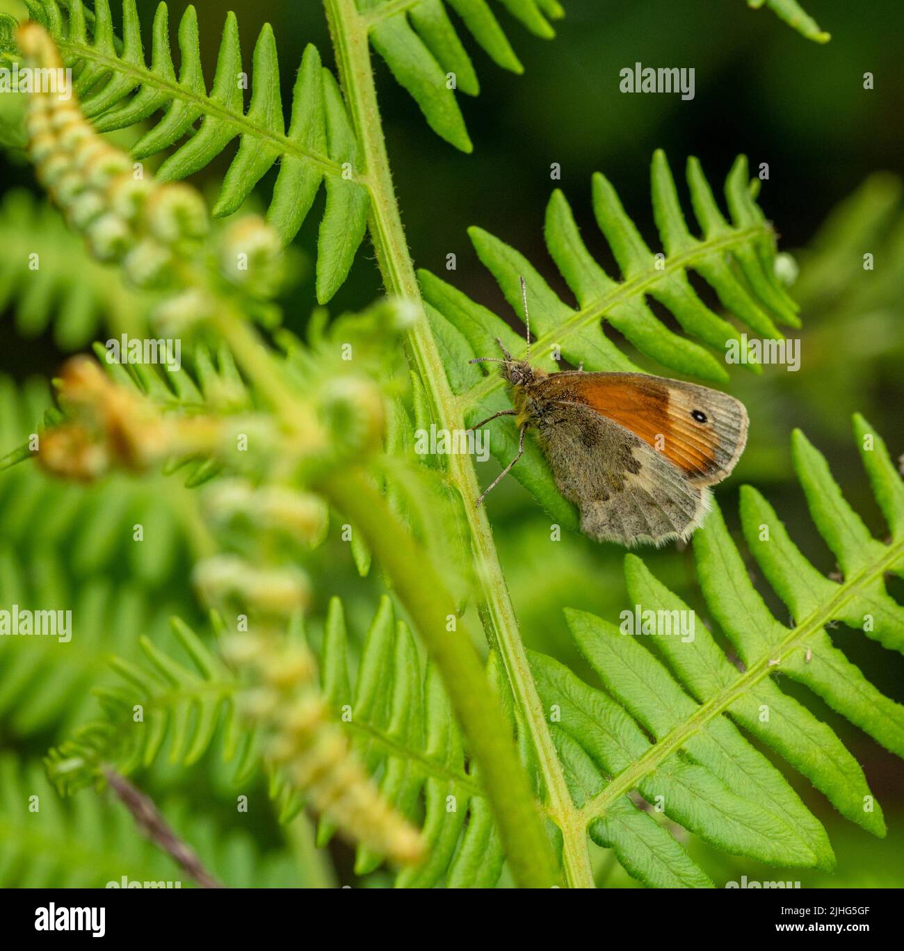 Wiese Brauner Schmetterling ruht auf brackenen Frond Stockfoto