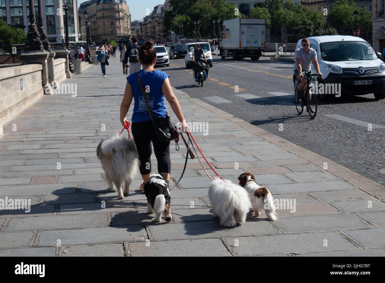 Hündin Walker führt vier Hunde über die Brücke in Paris Frankreich Stockfoto