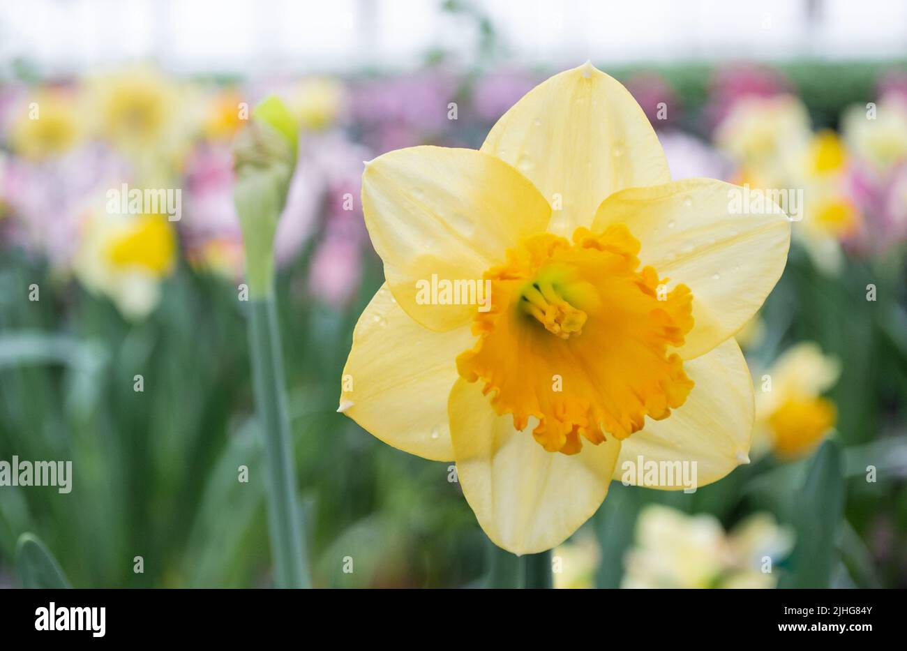 Nahaufnahme einer gelben Narzissenblume vor dem Hintergrund eines blühenden Gartens und anderer Narzissen. Grußkarte „Hallo Frühling“. Stockfoto