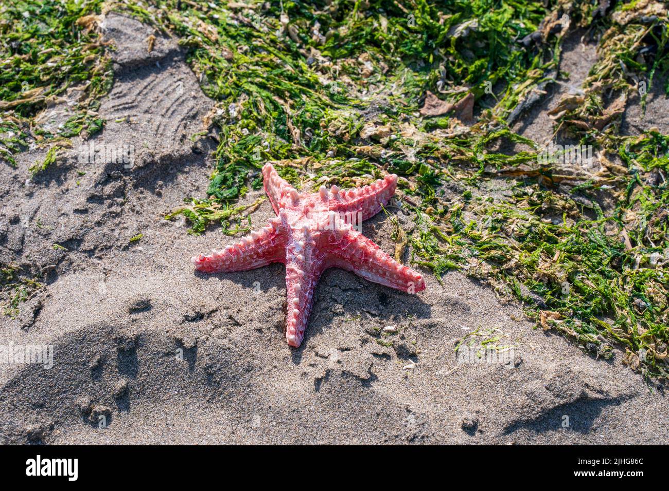 Fünf Punkt rosa roten Seestern Fischschale an einem feuchten Sandstrand mit Seegras Stockfoto