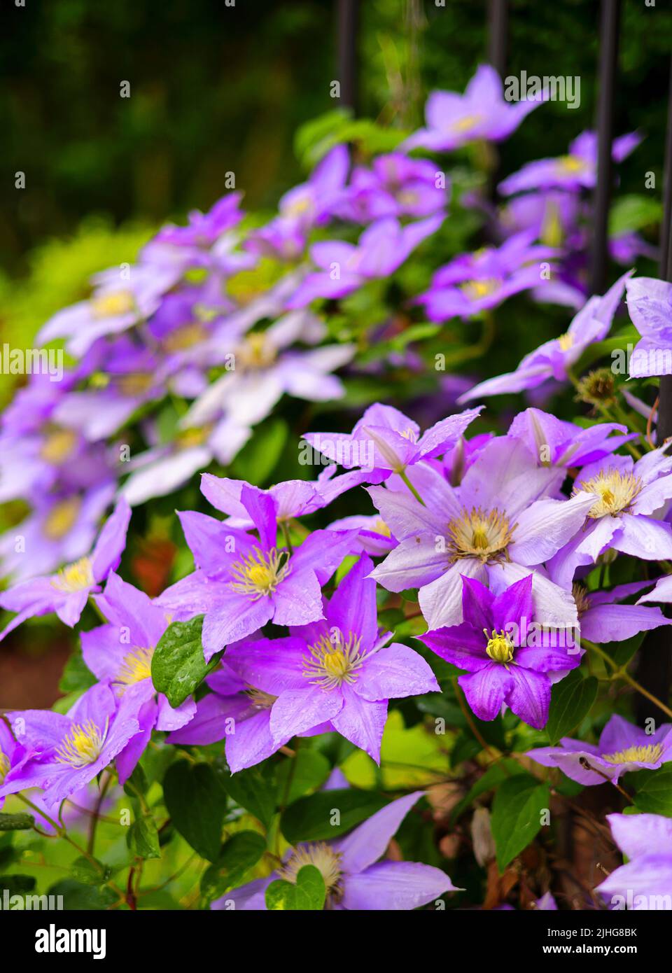 Eine vertikale Aufnahme von Clematis florida (Asian Virginsbower) Blumen, die in einem Garten wachsen Stockfoto