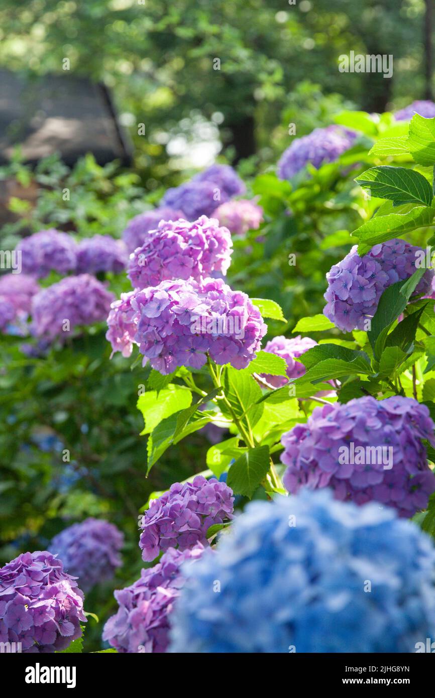 Hortensien wurden im Juni auf Japanisch ajisai genannt. Es ist rosa und niedlich. Hortensien haben verschiedene Arten von Farben, die verschiedene Blütensprachen haben. Stockfoto