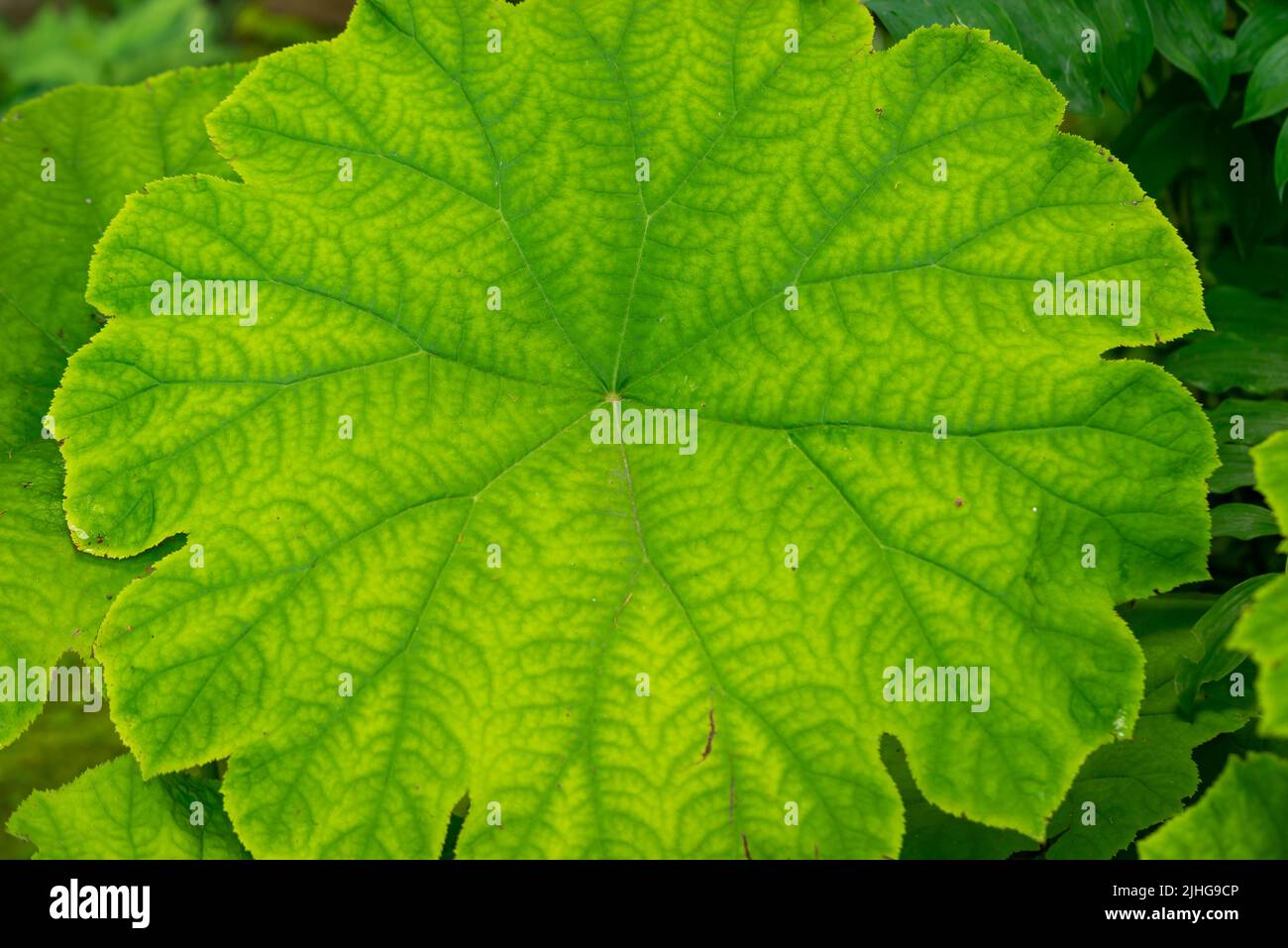 Grünes Blatt von Astilboides tabularis wächst in einem Blumenbeet. Nahaufnahme-Makro Stockfoto