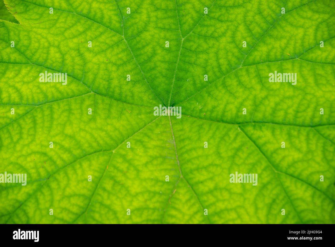Astilboides tabularis Textur mit grünem Blatt. Makro-Nahaufnahme Stockfoto