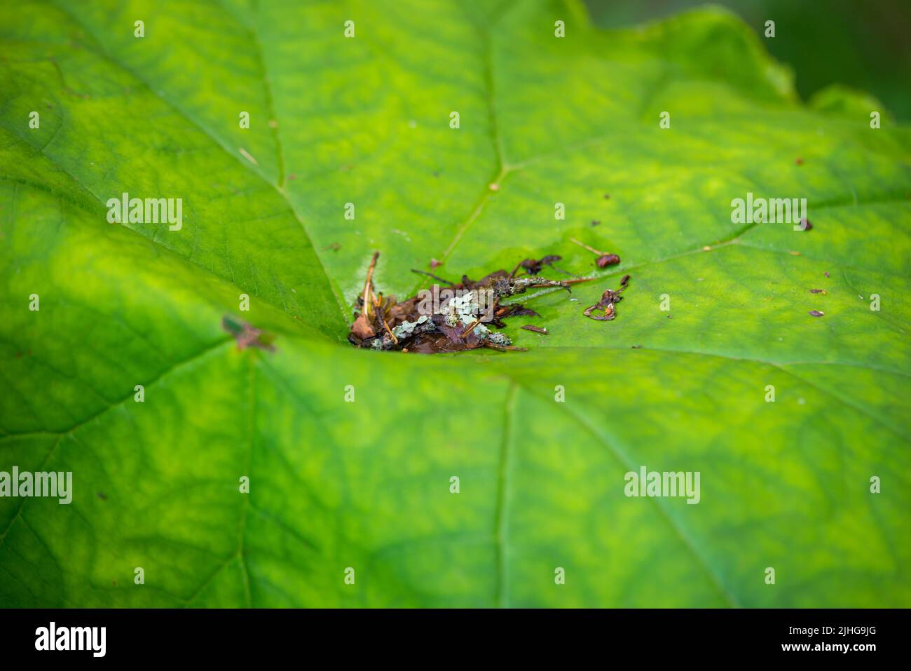 Nahaufnahme von Baumrinde und Sprüngen, die auf einem riesigen grünen (Astylboides tabularis) Pflanzenblatt verstreut sind. Stockfoto
