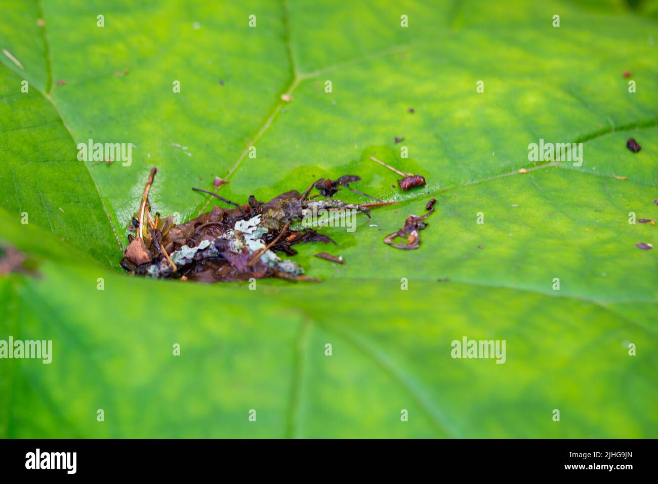 Nahaufnahme von Baumrinde und Sprüngen, die auf einem riesigen grünen (Astylboides tabularis) Pflanzenblatt verstreut sind. Stockfoto