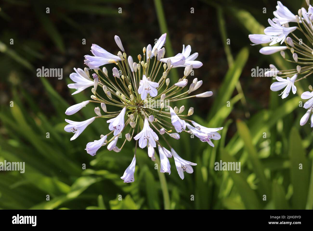 Vollformat Hintergrund von schönen weißen Agapanthus Blüten und Laub Stockfoto