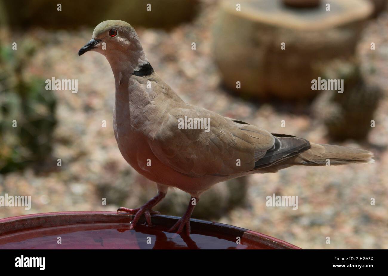 Eine ringhalsige Taube (Streptopelia capicola) trinkt aus einem Hinterhof-Vogelbad in Santa Fe, New Mexico. Stockfoto