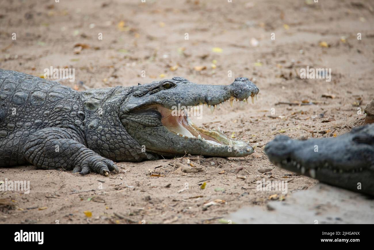 Krokodil auf einem Seeufer Öffnung geöffnet Stockfoto