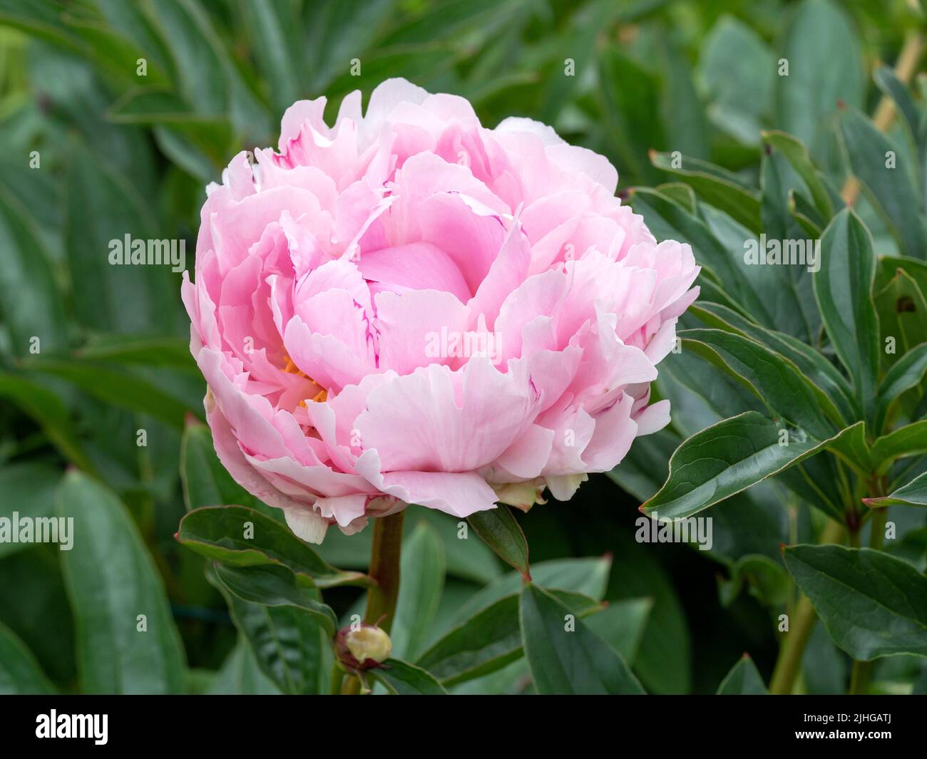 Schöner, rosa Pfingstrosen-Blüten-Essteller Stockfoto