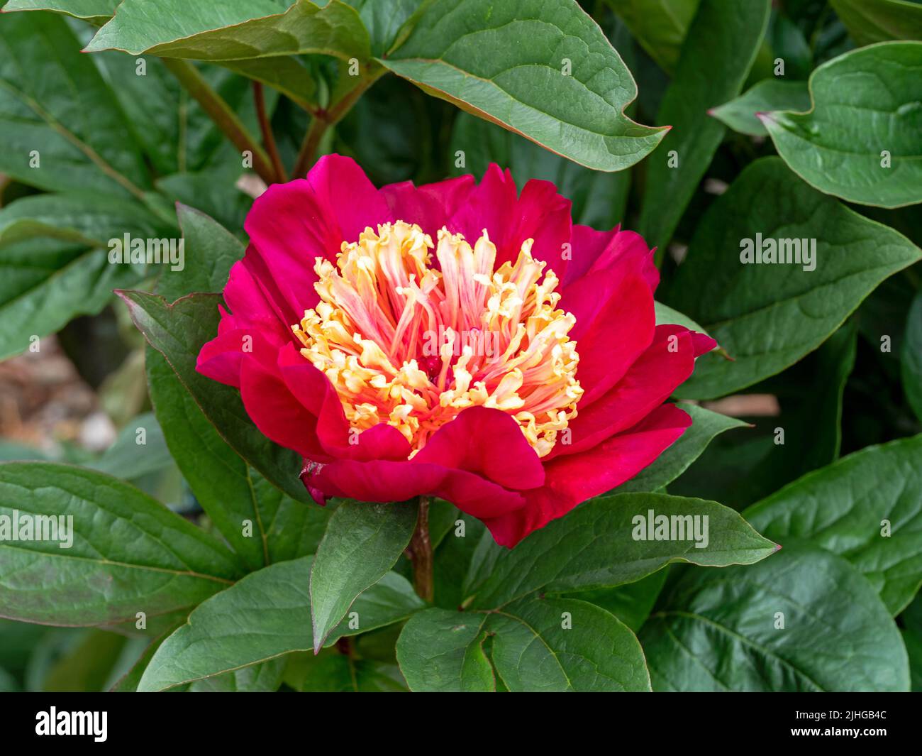 Schöne rosa Pfingstrose Blume Sorte Karen Grau Stockfoto