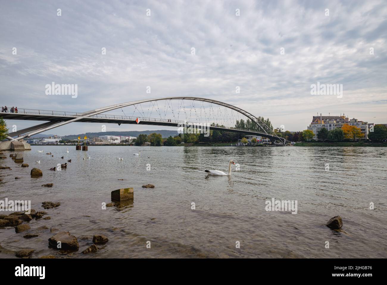 Schwan am Rhein an der Dreiländerbrücke, die Deutschland und Elsass verbindet Stockfoto
