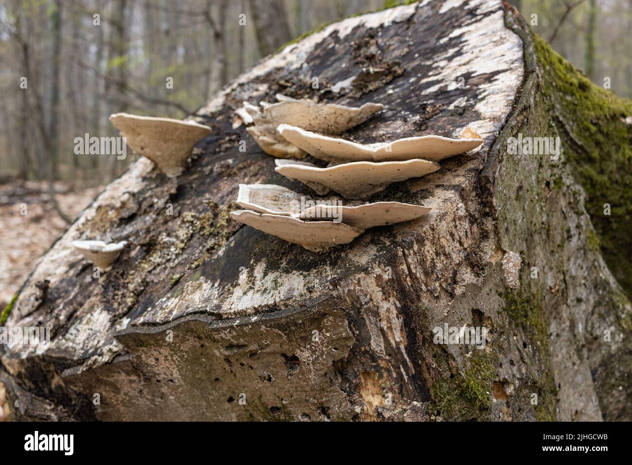 Großer parasitärer Pilz, der auf Baumstämmen wächst. ZunderPilz