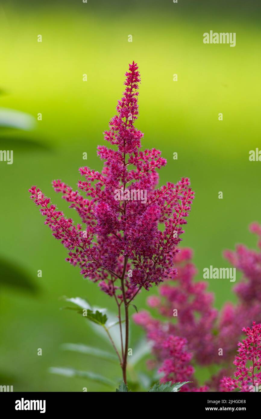 Astilbe Stockfoto