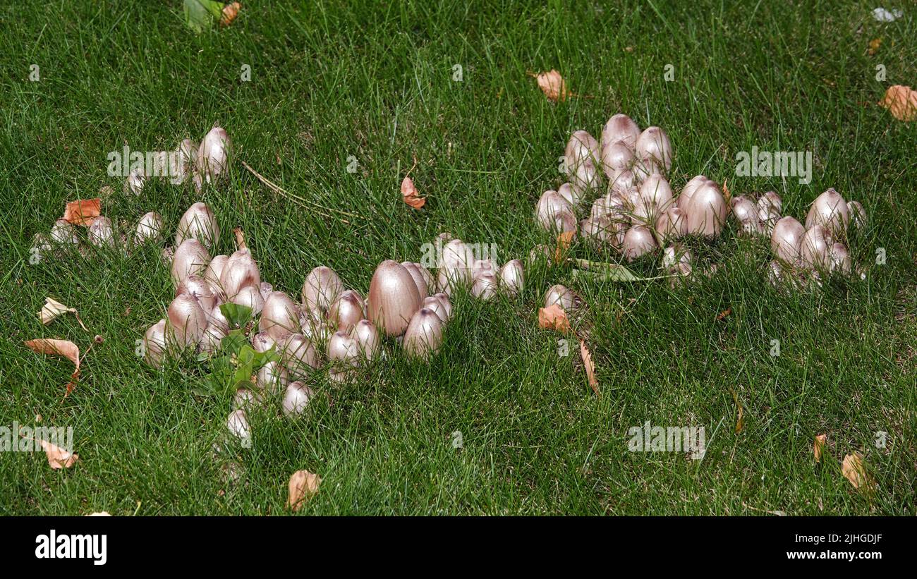 Pilze wachsen als Familie im dichten Gras Stockfoto
